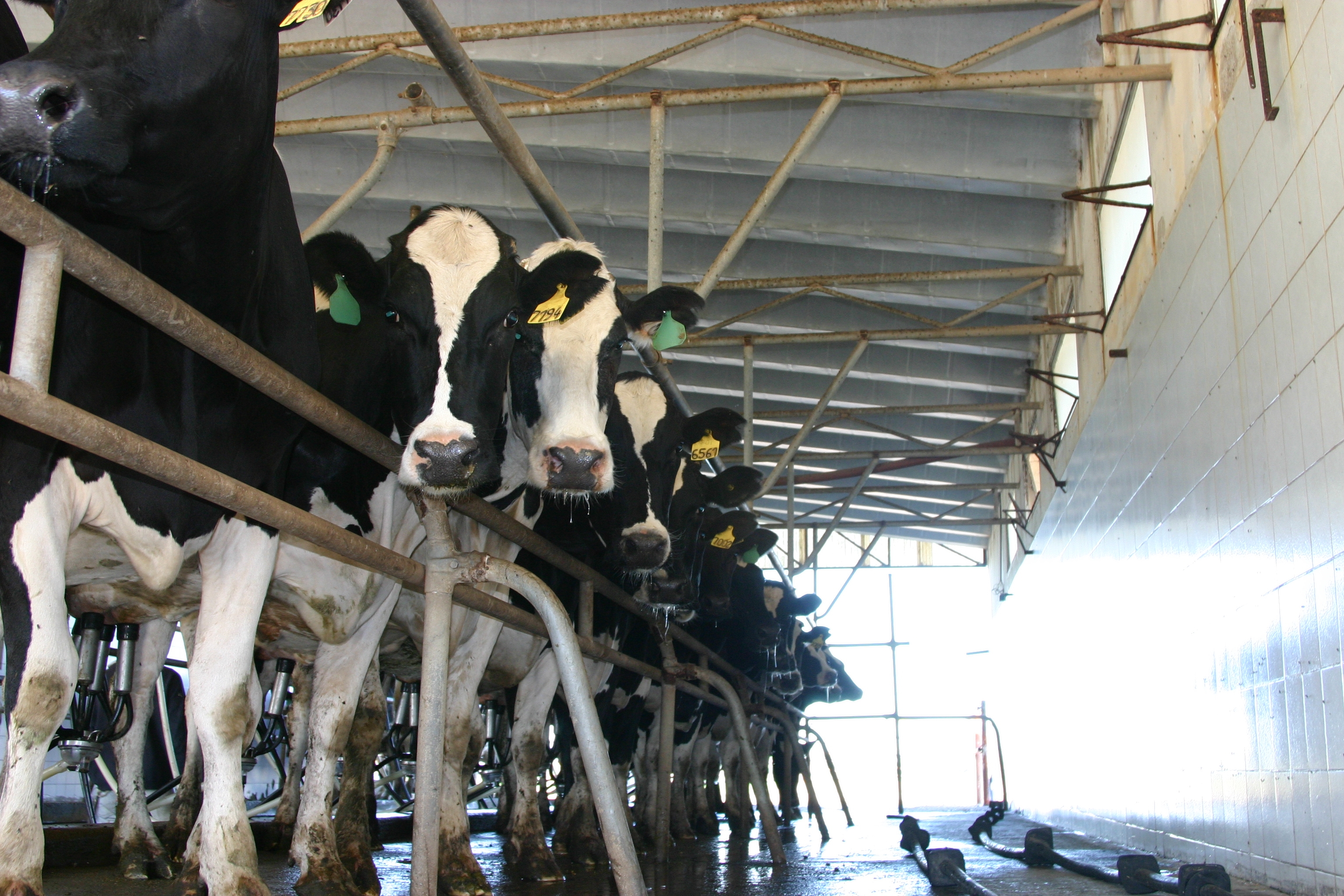 La producción de leche en agosto’20 alcanzó los 1.015,9 M/litros