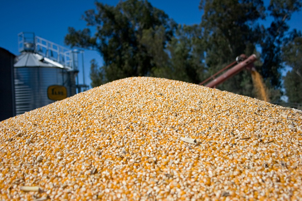 Récord de exportaciones de maíz entre enero y agosto: fueron 24,9 M/ton