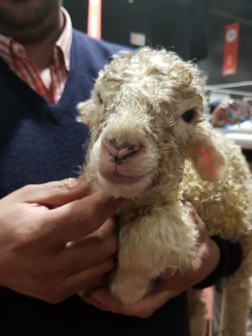 En Palermo 2019, nació la oveja María Eugenia y el ternero angus De Rossi