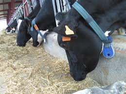 España perdió 840 tambos de vacas en el último año