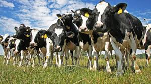 Los principales países productores de leche incrementaron su producción en un 3,3% en enero-marzo ’20