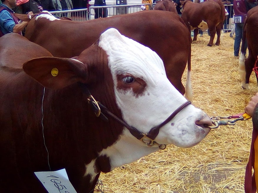 El porcentaje de destete bovino ronda el 63%: señal de «deficiencia» productiva