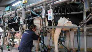 En junio, continuó la caída en las ventas de lácteos en las góndolas y en la exportación