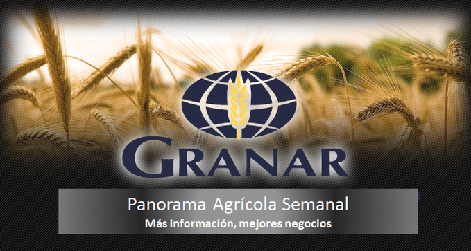 El precio del maíz en el Gran Rosario retrocedió a u$s 136 por tonelada