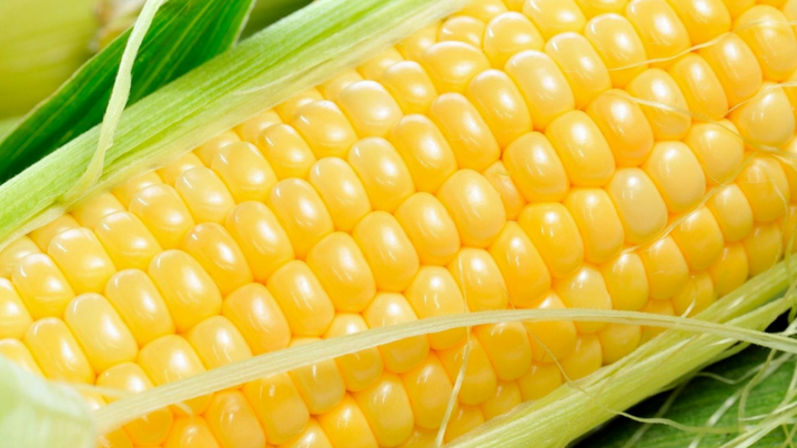 Cayó el precio del maíz tras informe de la USDA con mayor producción en Estados Unidos