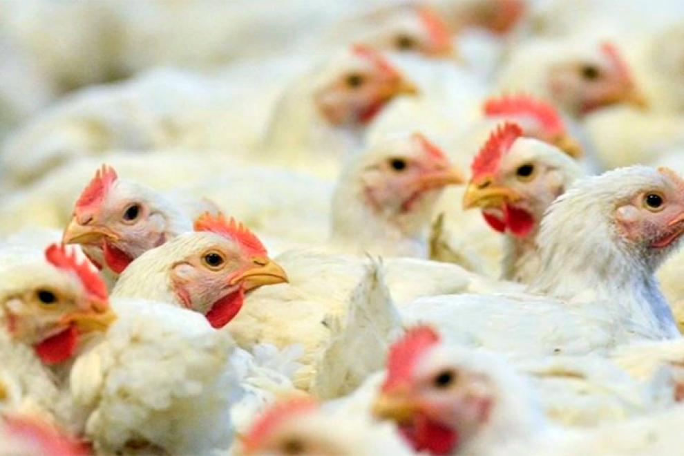 No se puede importar aves ni productos avícolas de Chile por gripe aviar