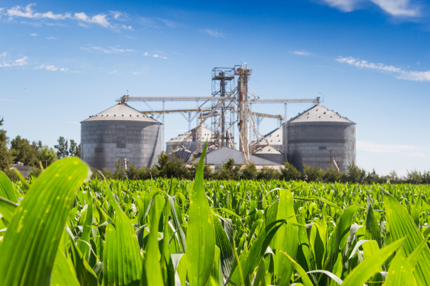 Bolsa de Rosario recorta a 50 M/tn la siembra y producción de maíz