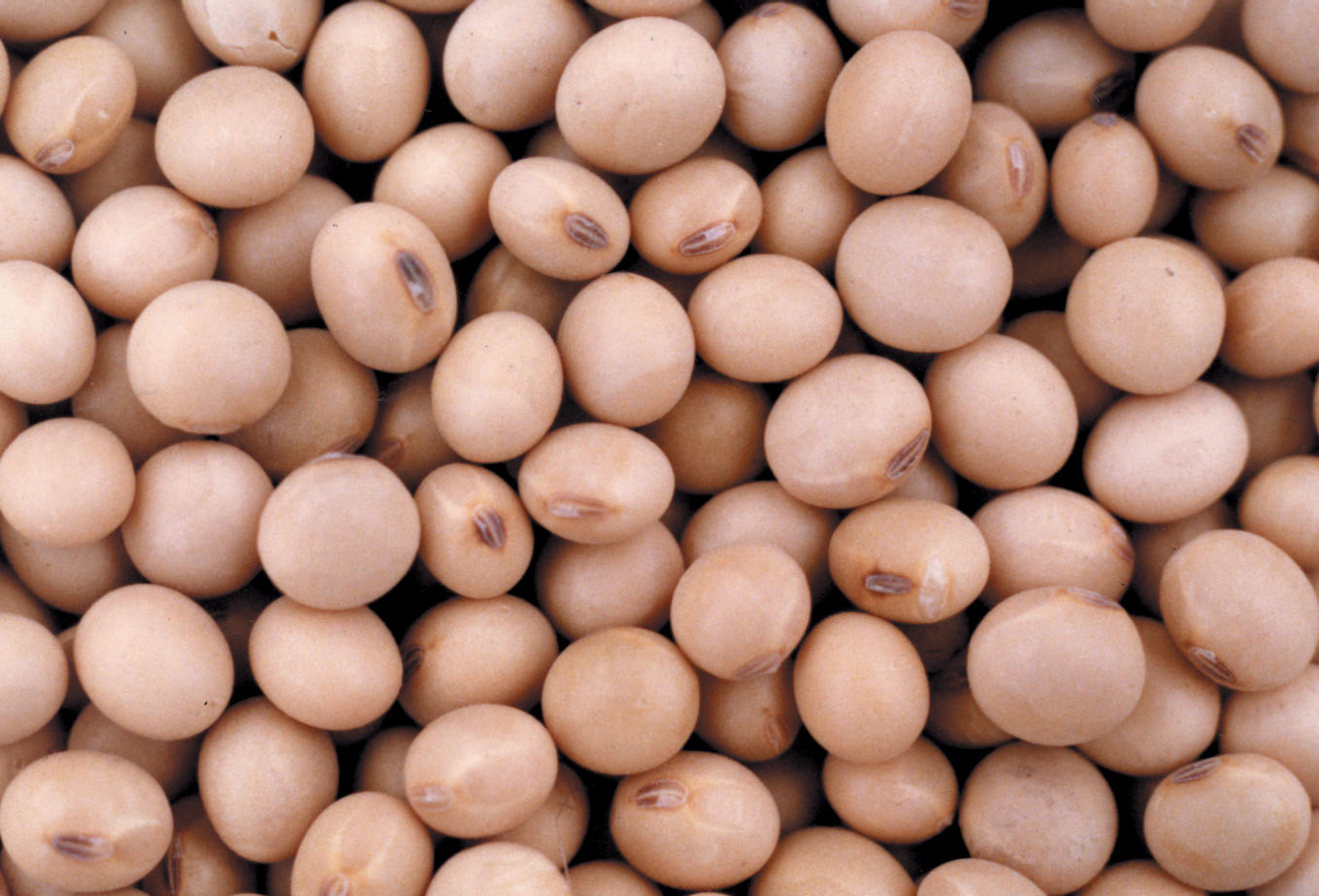 En Chicago, la soja cayó a u$s 453,90 por tonelada, el menor precio en más de nueve meses