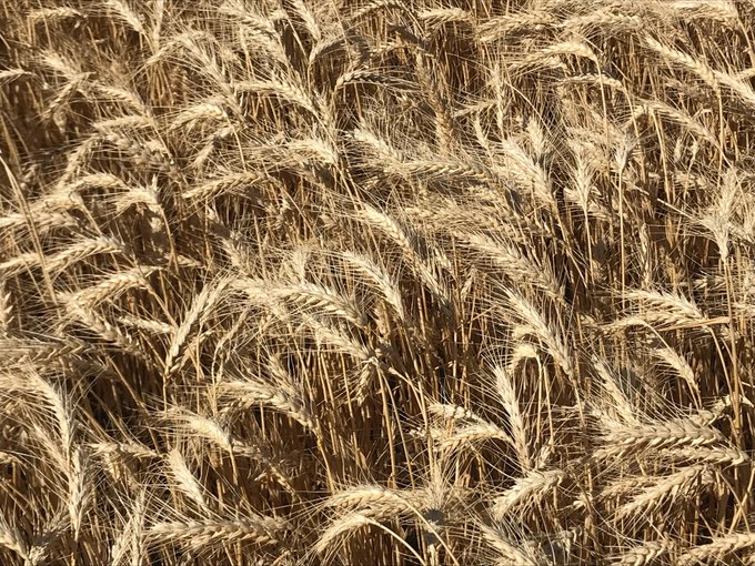 Se proyecta una producción récord de trigo a cultivar en 6,5 M/ha