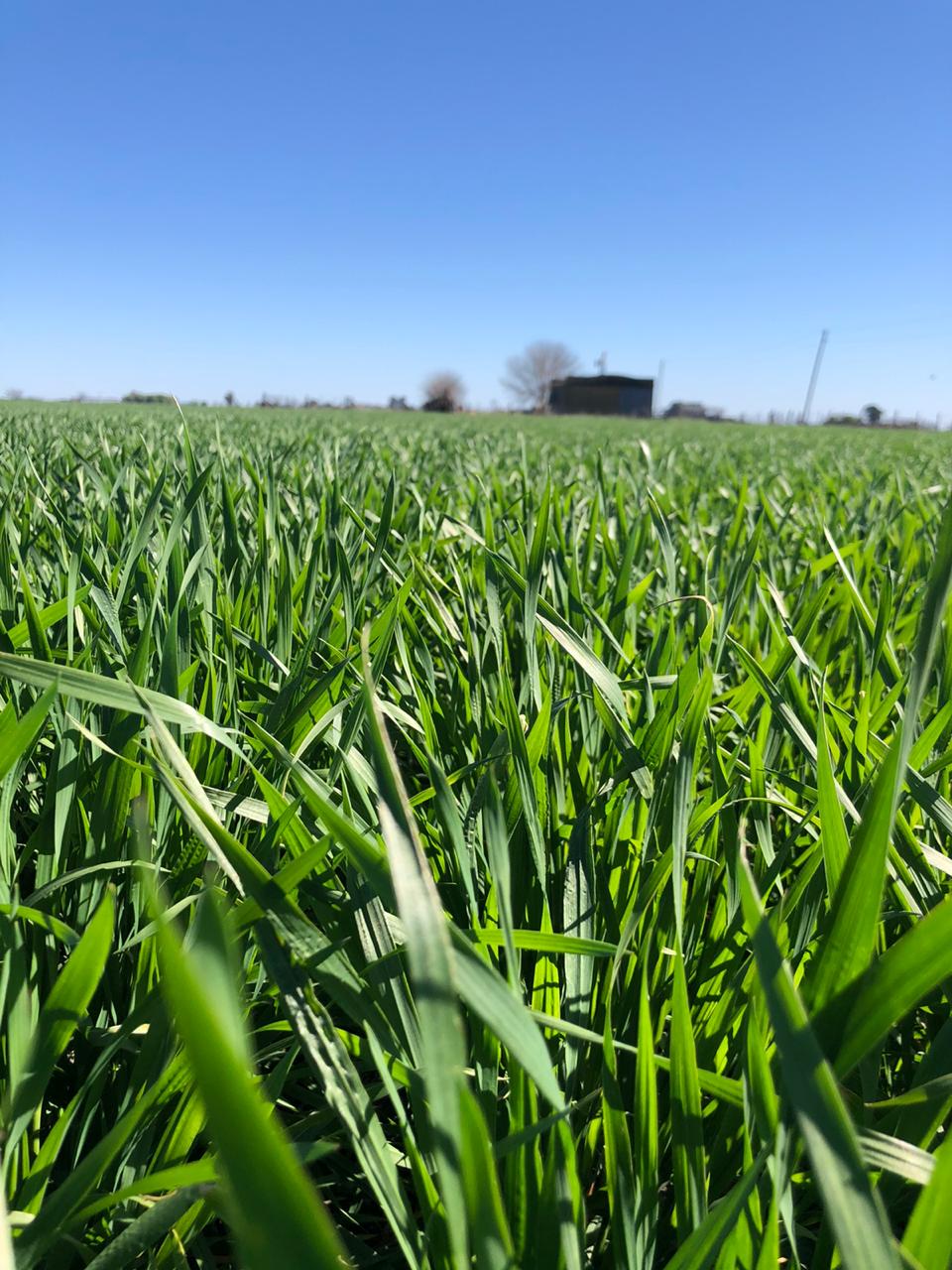 La falta de lluvias afecta rindes de trigo en zona nucleo: con pérdidas del 20 al 40%