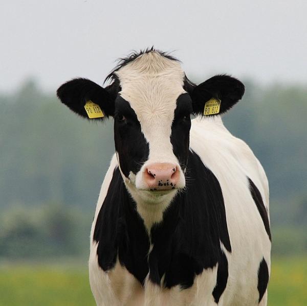 La ‘mastitis bovina’: cómo tratarla y en cuánto tiempo
