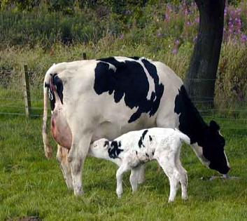 Una tecnología permite reutilizar la leche de descarte para alimentación animal