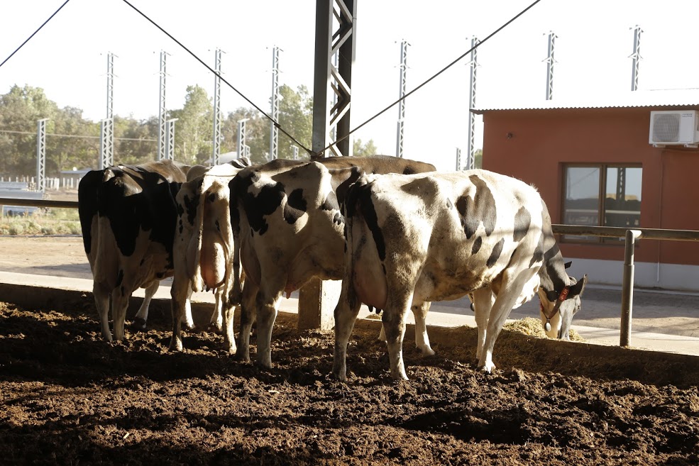 La mitad de los tambos producen menos de 2.000 litros diarios de leche: aportan el 15% de la producción