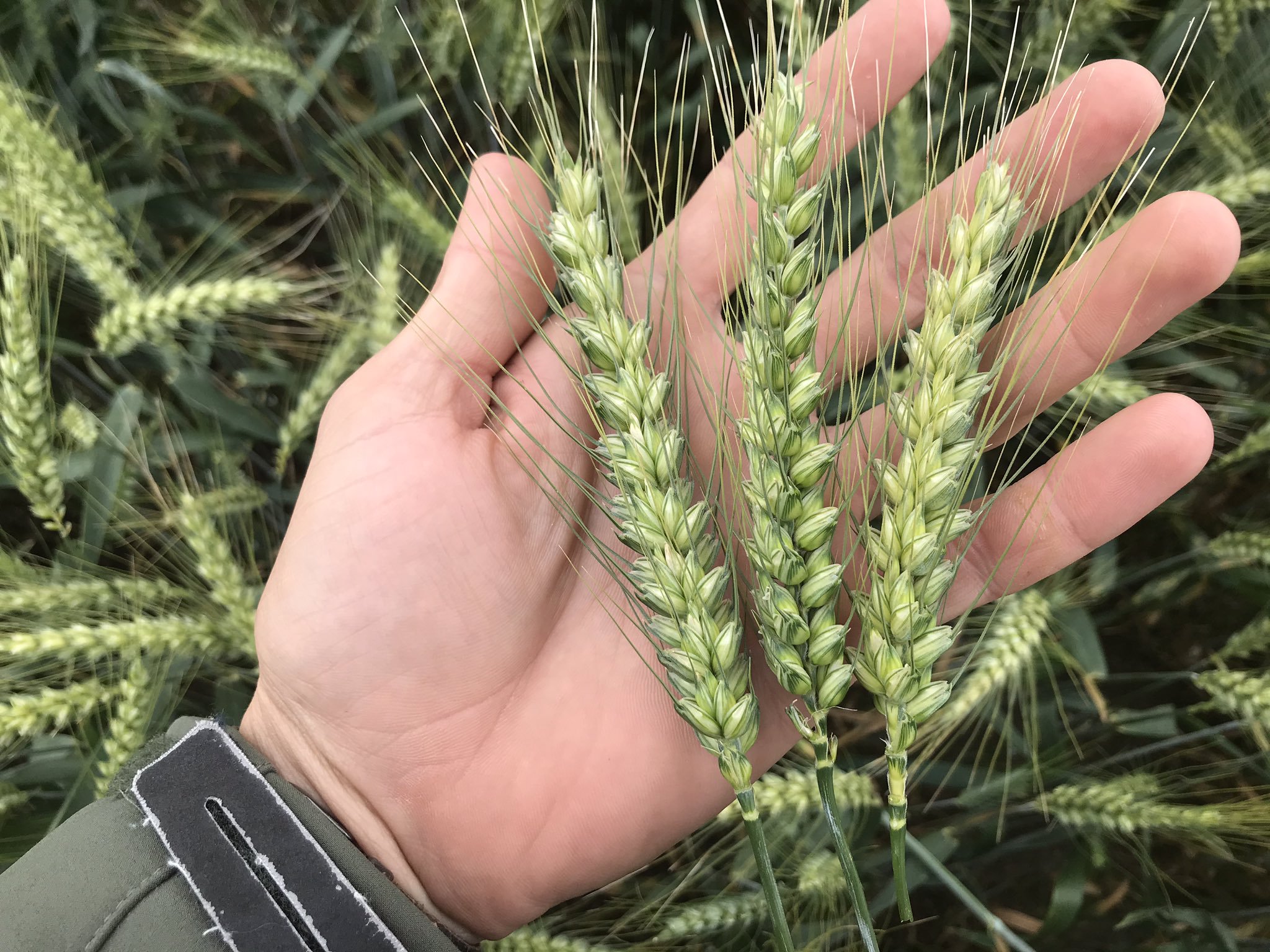 Bolsa porteña recortó de nuevo estimación para cosecha de trigo por sequía