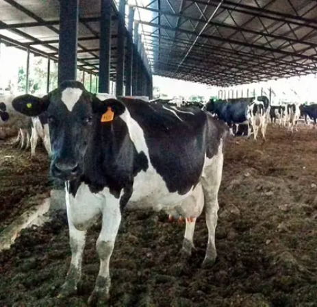 Según Dirección de Lechería, valores de referencia para calidad de la leche de vaca