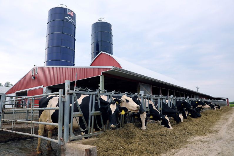 La leche a tambos en Estados Unidos se paga u$s 0,602 por litro