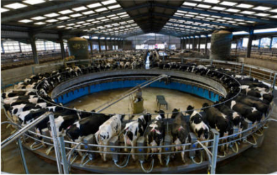 En la producción de leche, España va hacia el modelo americano: explotaciones industriales y macro tambos
