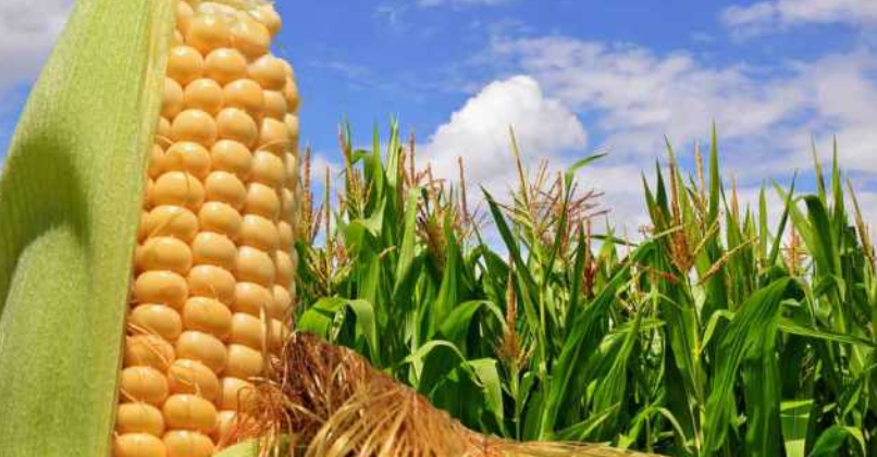 Pese a descontar pérdidas, el maíz en Chicago se ubica a u$s 125 para la posición mayo