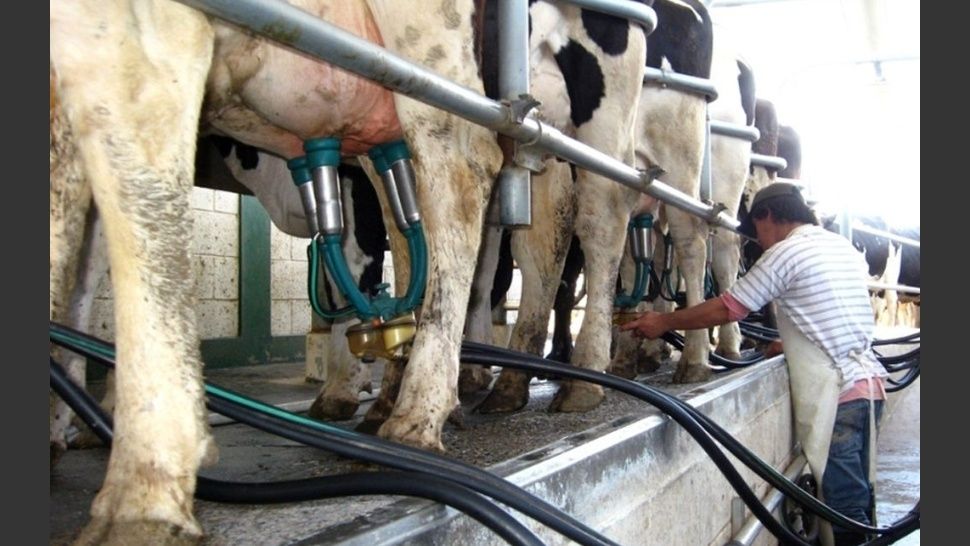 OCLA difundio balance lácteo a enero-mayo ’20: producción de leche crecería 9% anual