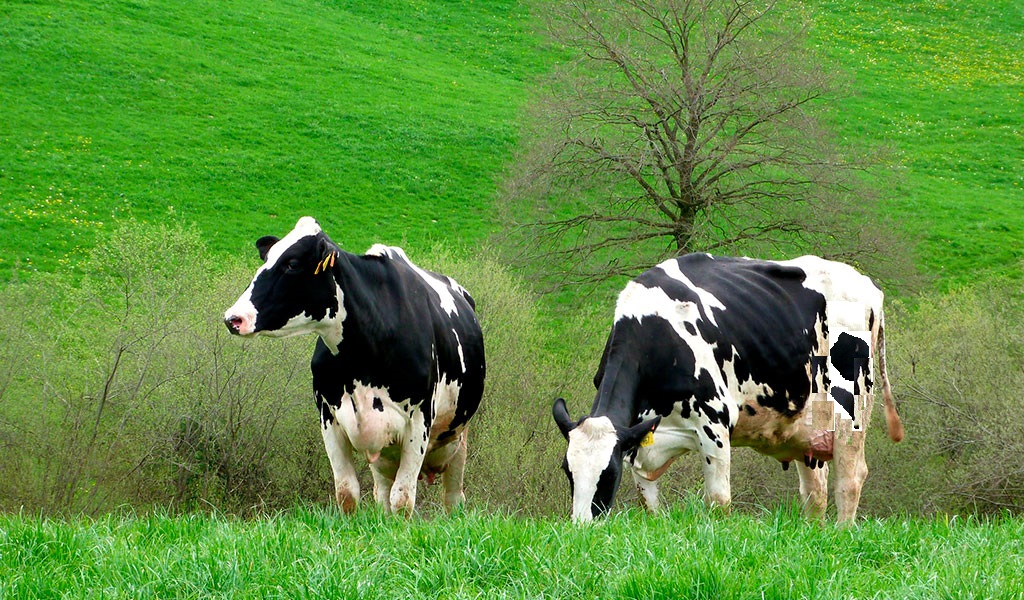 Tambos en el noroeste de España perdieron 300 euros por vaca durante el 2019