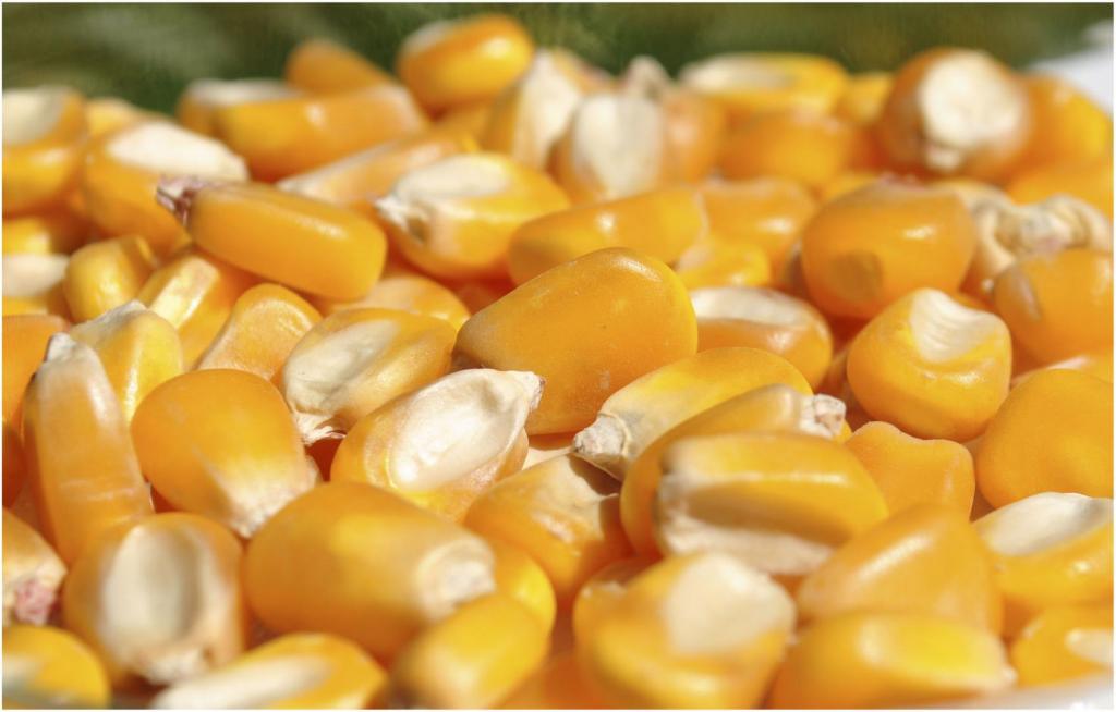 El maíz en Chicago cerró la semana con alza del 5% producto de la falta de lluvias en Estados Unidos
