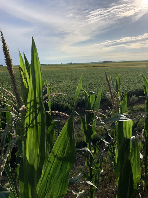 Tras la seca y las lluvias: el 84% del maíz sembrado está «muy bueno a bueno»