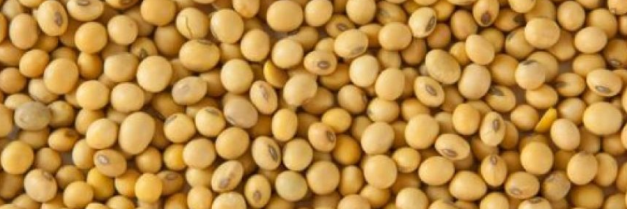 En Chicago, soja cerró a u$s 538/ton: solo un 30% le llega al productor argentino