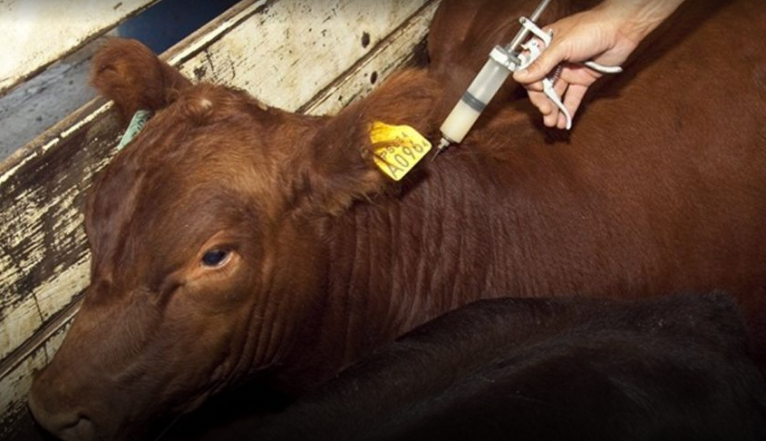 Más de 52 millones de bovinos vacunados contra la aftosa en la primera campaña 2021
