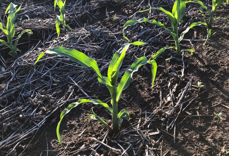Se inició la siembra de maíz tras las lluvias registradas en setiembre