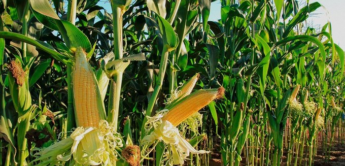 El valor del maíz en Chicago cerró la última semana con alza del 3%