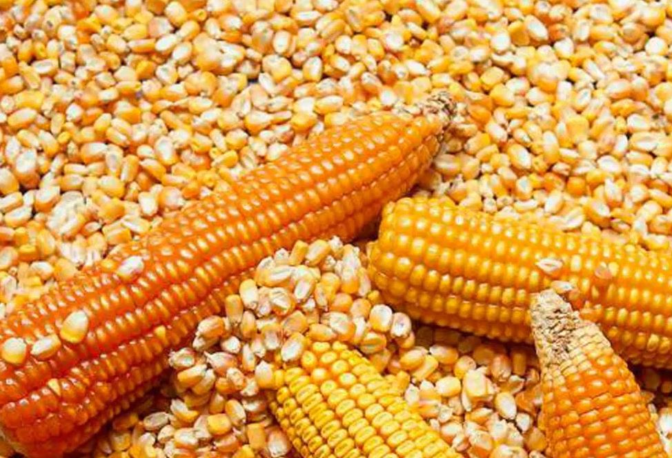 El primer lote de maíz ya está en Córdoba