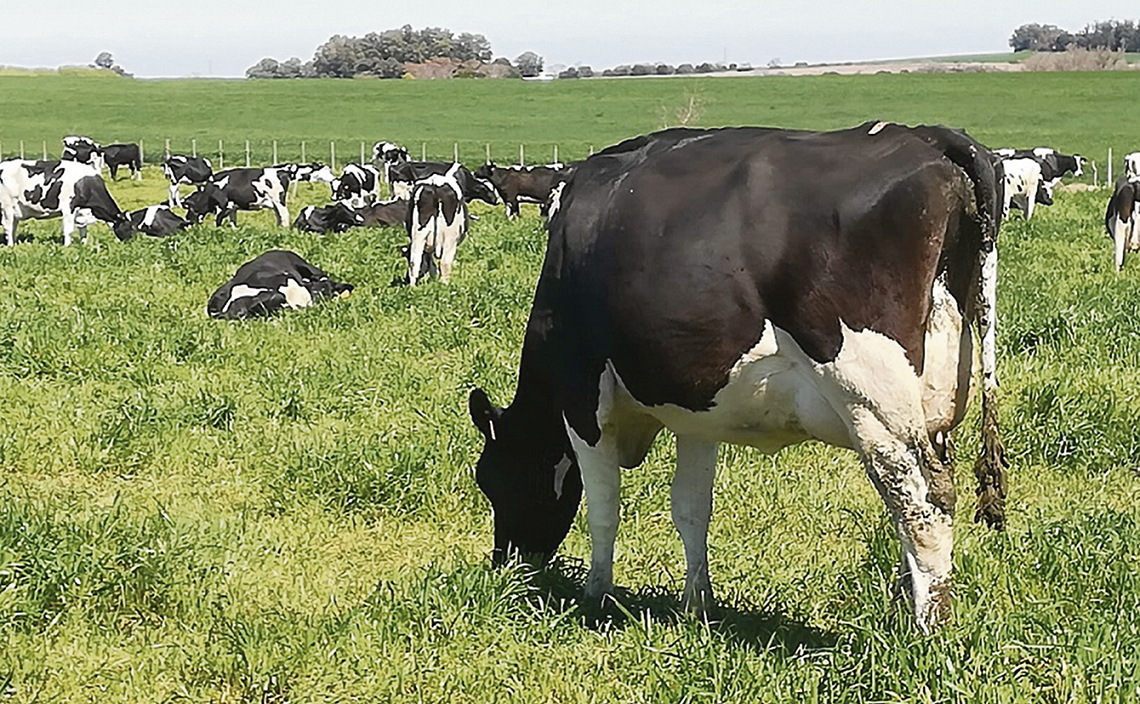 Uruguay incrementó su exportación de lácteos, mayoritariamente es leche en polvo