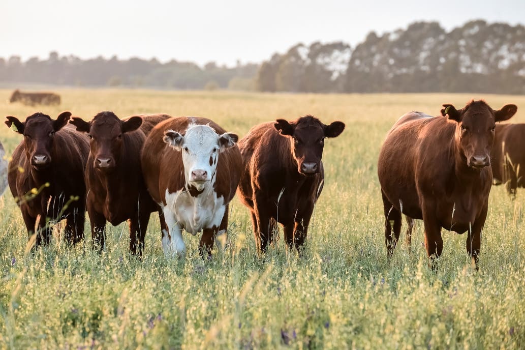 La hacienda bovina se presenta nuevamente como resguardo de valor