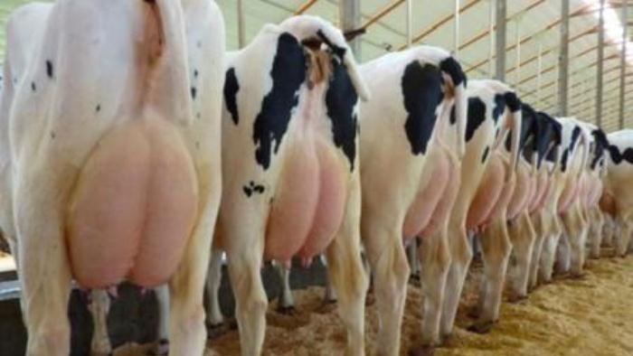 Desde Caprolecoba, admiten que podría faltar leche para la demanda argentina