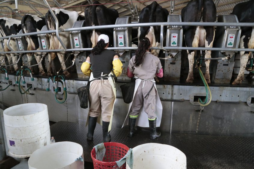 La producción de leche durante el 2020 presentó incremento del 7,4%