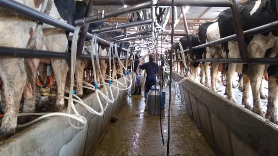 La producción de leche ascendió a 1.077 M/litros en noviembre ’21