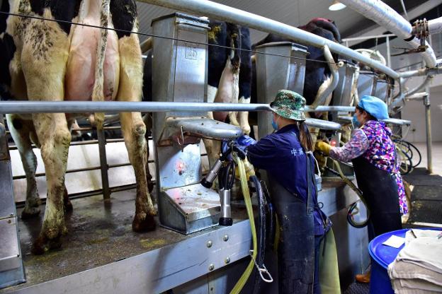 Asia encabeza el listado de regiones productivas de leche