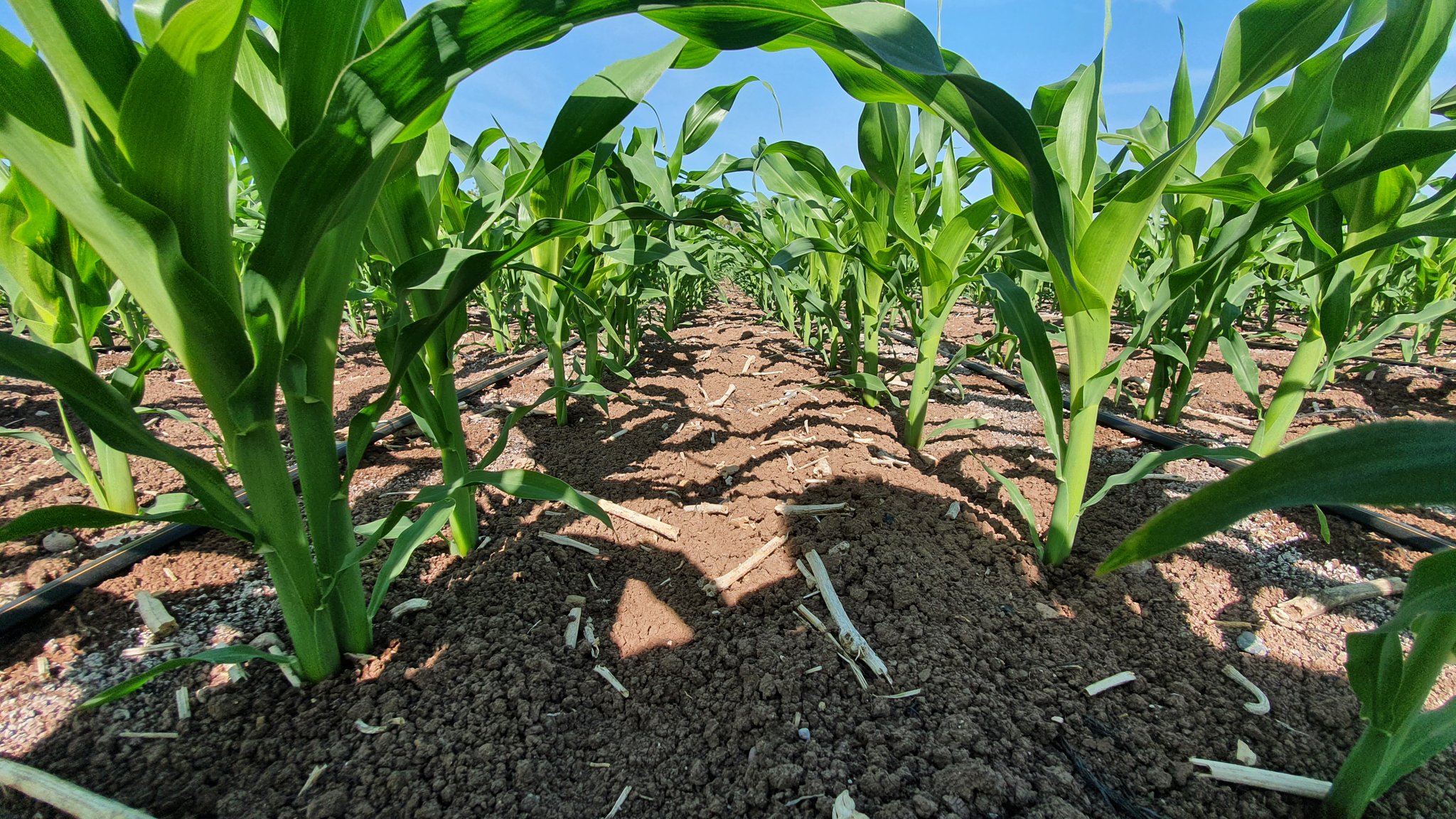 Crece la siembra de lotes tardíos de maíz por la seca