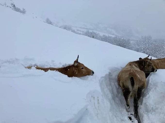 Los tamberos en España padecen la peor tormenta de nieve en más de medio siglo