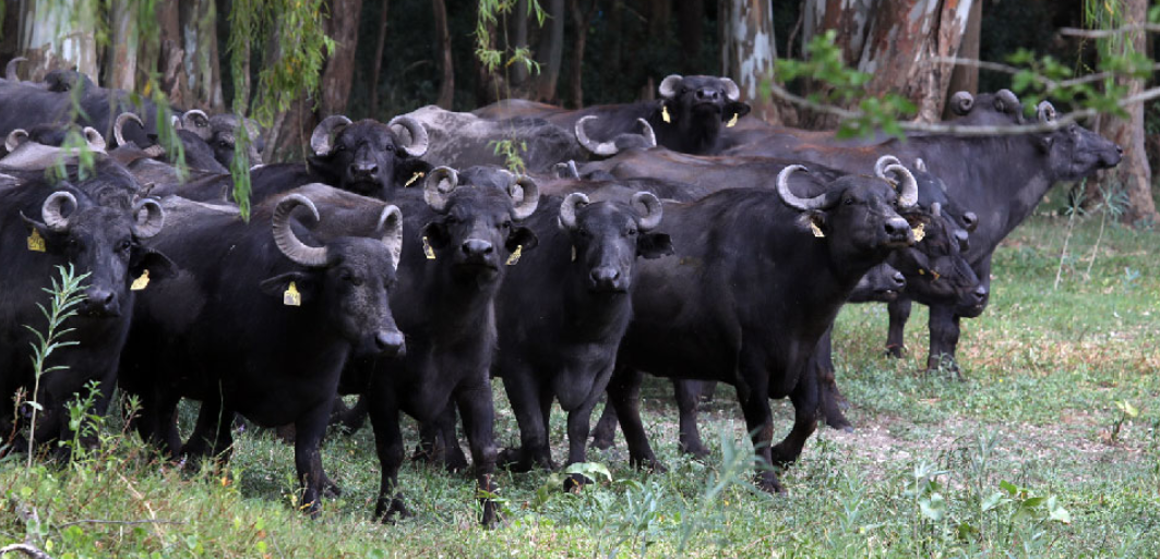 Gobierno reglamentó la ley que busca potenciar la producción de búfalos