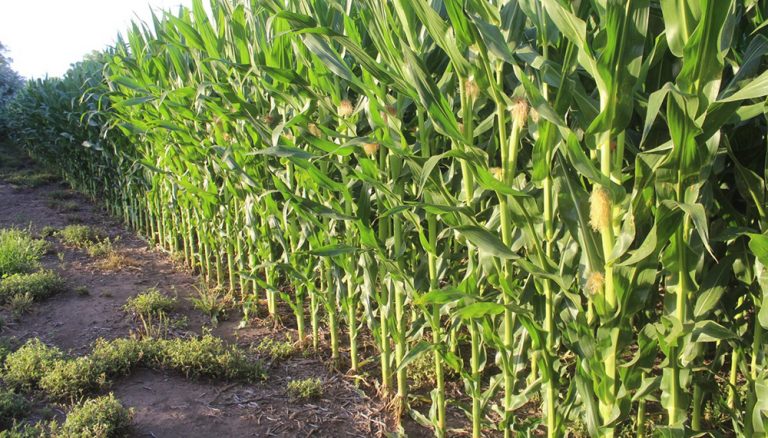 En zona núcleo, cuánta agua necesita el maíz hasta fin de año