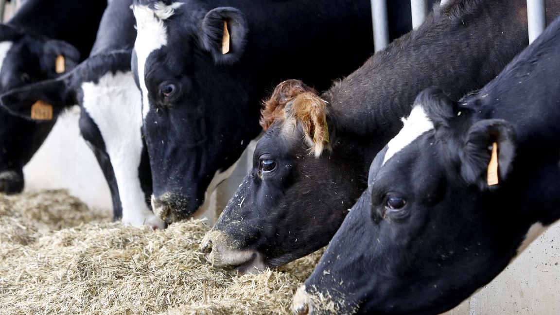 Los tambos del norte de España pierden 30 centavos de euro por litro de leche producido