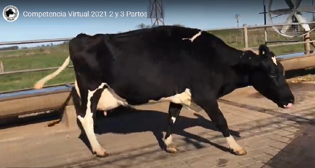 Segunda competencia virtual de vacas a campo para tamberos