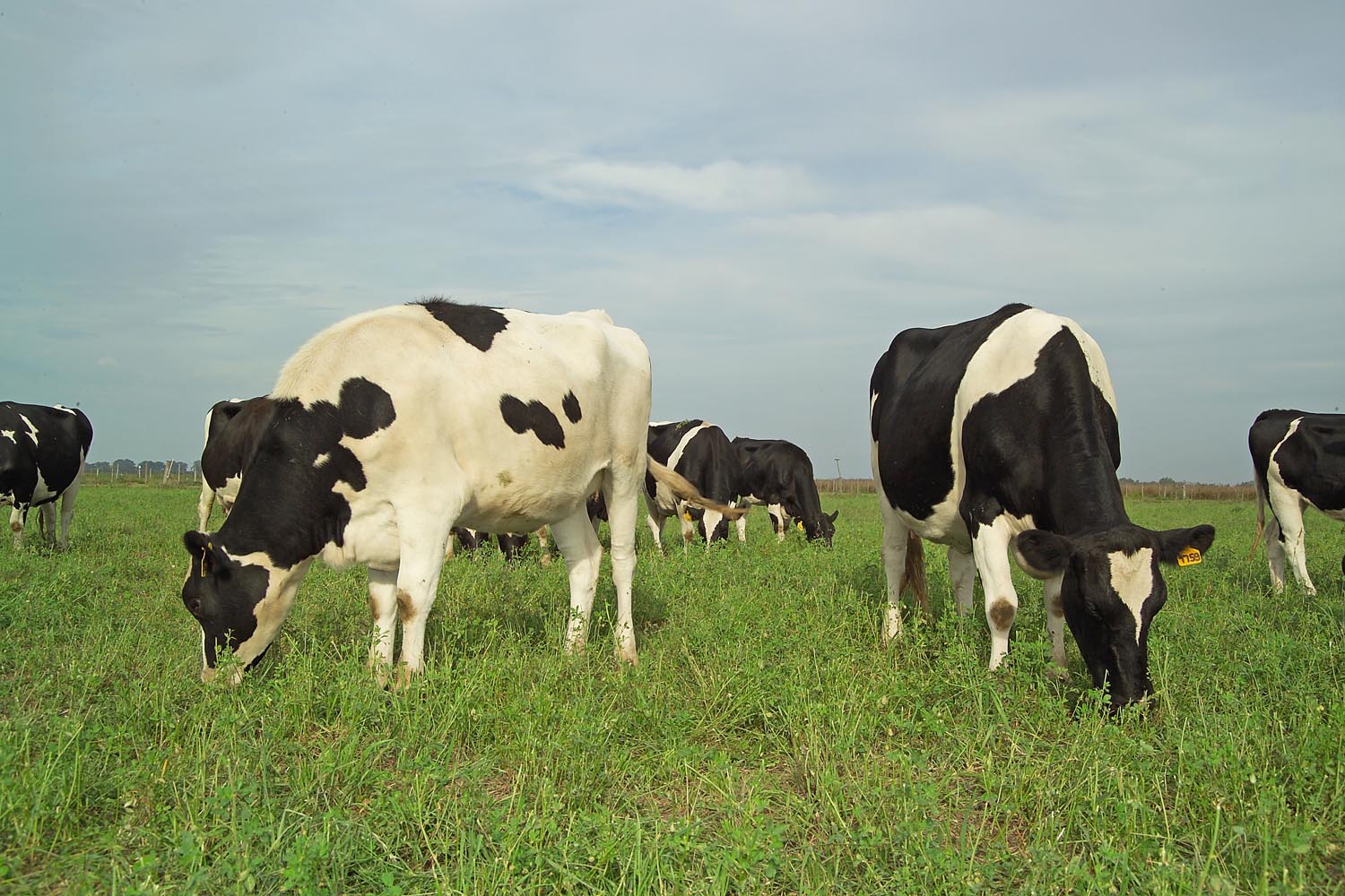 La producción de leche presentó incremento del 3% interanual a junio ’21