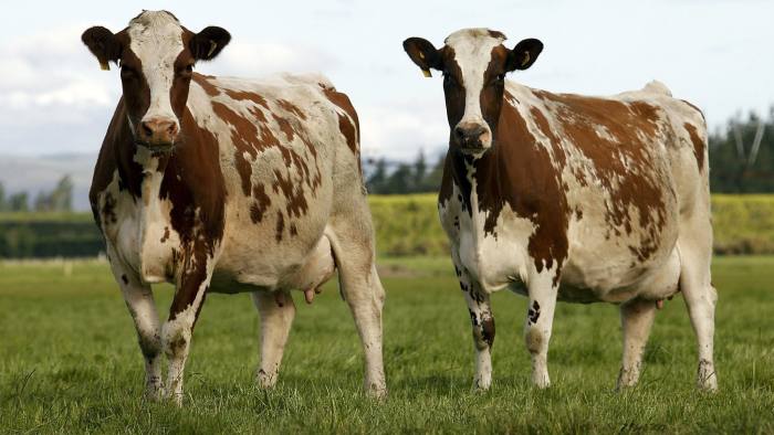 Nueva Zelanda mantiene en alza su producción de lácteos