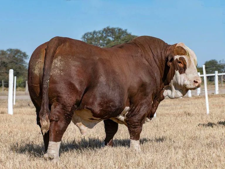Precio récord para un toro Braford: se vendió en $ 8,7 millones