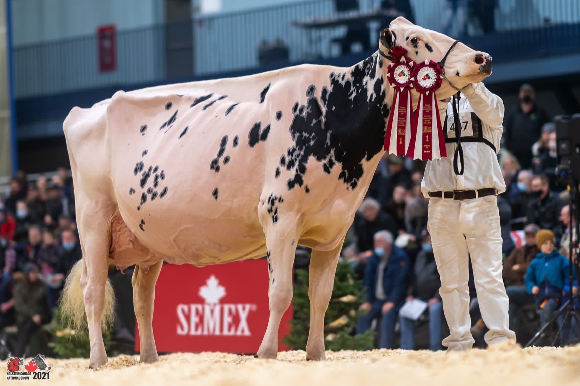 Se realizó el Concurso Nacional Holstein Quebec 2021 en Canadá