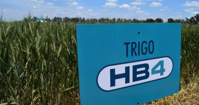 En Brasil se aprobó el trigo HB4, según informó Bioceres