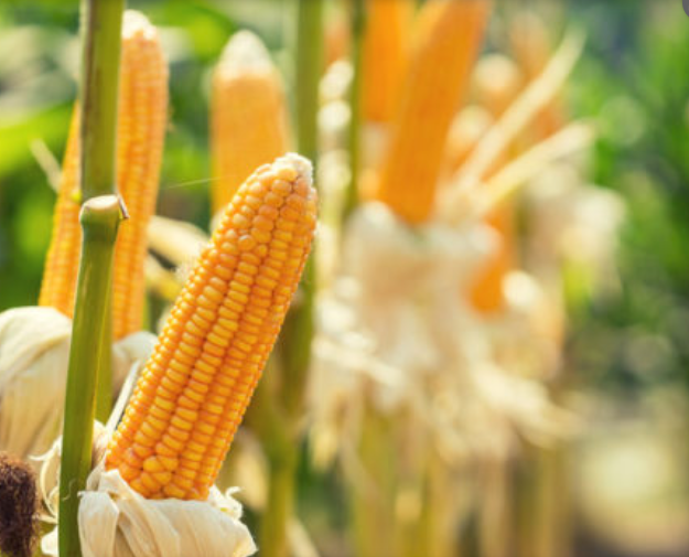 El maíz toca los 275 dólares en Bahía Blanca