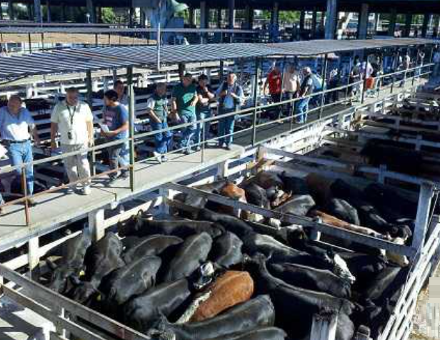 En Cañuelas, ingresaron más de 10.000 animales y con un precio promedio de $570